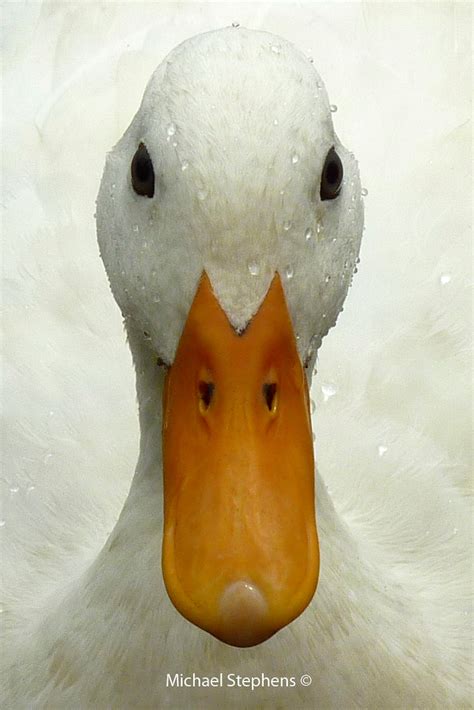 duck facing|front view of duck.